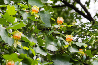 15 TULIP POPLAR TREE Yellow Flower Liriodendron Tulipifera Whitewood Seeds